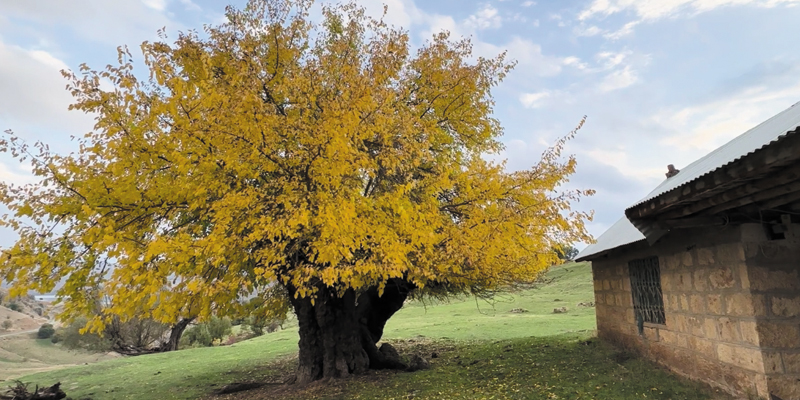 Tarihi dut ağacını köylüler koruyor
