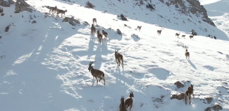 Munzur Dağları’nda Yaban Keçilerinin Göçü