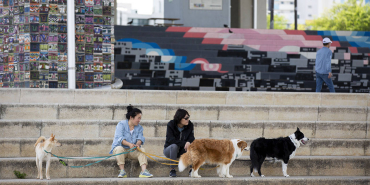 Güney Korelilerin yüzde 90'ından fazlası köpek eti yemek istemiyor