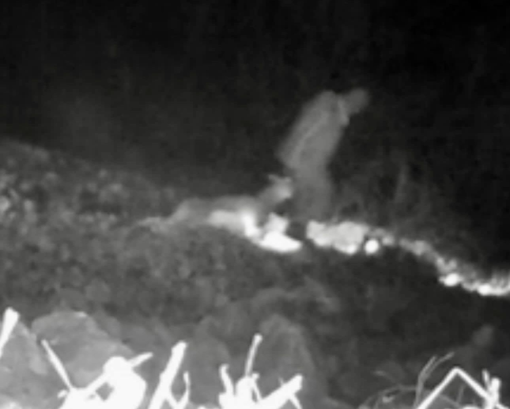 Öldürdüğü dağ keçisini sürüklerken fotokapana takıldı: 345 bin lira ceza yazıldı