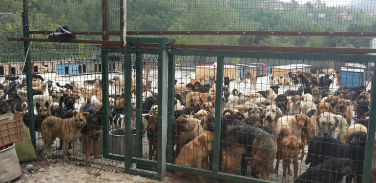Belediyeler ve siyasi partilerin sokak hayvanlarıyla imtihanı