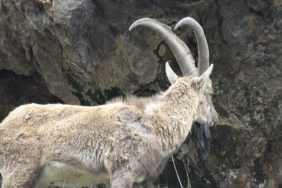 Yaban keçilerinde uyuz tespit edildi