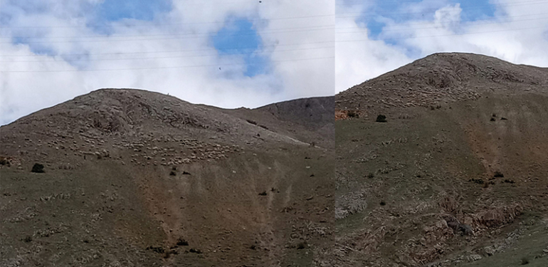 Pertek’te, sürüler yasaklı alanda!