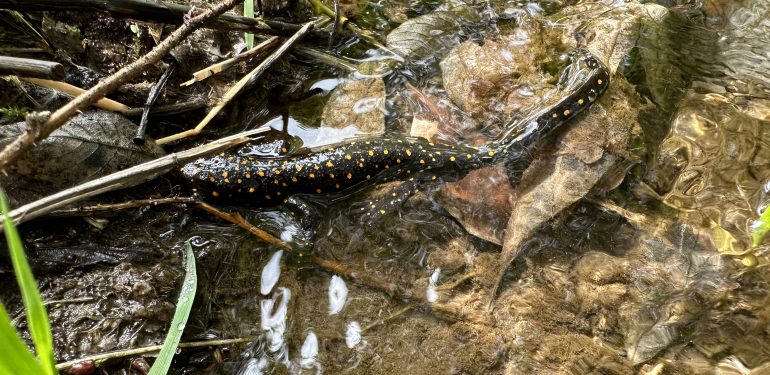 Tehlikedeki tür: Semender