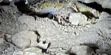 sanliurfa-da-leopar-keleri-goruntulendi