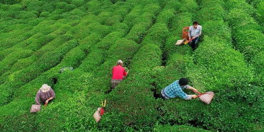 uretici-isyanda-caykur-genel-muduru-yas-cay-alim-fiyatindan-memnun