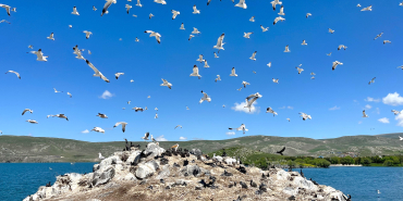Çıldır Gölü, kuş cennetine döndü