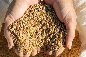 tmo-2024-hububat-alim-fiyatlari-aciklandi