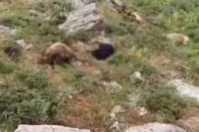 van-da-yaylaya-yildirim-dustu-surudeki-23-koyun-hayatini-kaybetti