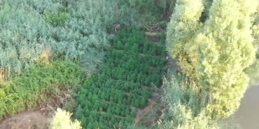 Hevsel Bahçeleri'nde 3 bin 267 kök kenevir ele geçirildi