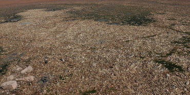 sularin-cekildigi-balikli-goleti-nde-yuzlerce-balik-oldu