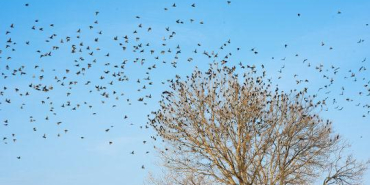 Kuşlar ve İnsanlar