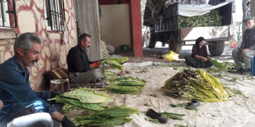 Yaprak Yaprak Emek Tütününün Görünmeyen Yüzü. (6)