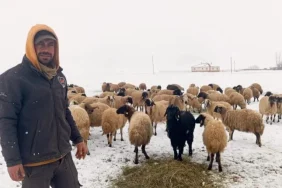 Vanda-yasayan-Recep-Yolak-hayvancilik-yaparak-gecimini-saglamaya-calisiyor.-Fatma-Nur-Polatcan-800x430