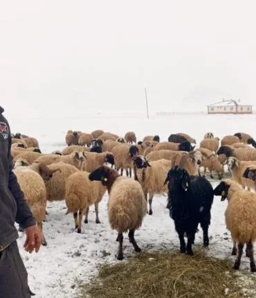 Vanda-yasayan-Recep-Yolak-hayvancilik-yaparak-gecimini-saglamaya-calisiyor.-Fatma-Nur-Polatcan-800x430